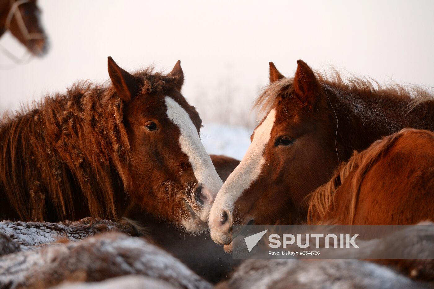 Horses on horse-breeding farm under Artyomovsky farm business in Sverdlovsk Region