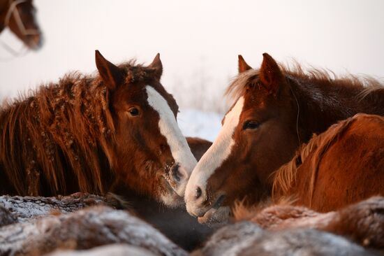 Horses on horse-breeding farm under Artyomovsky farm business in Sverdlovsk Region