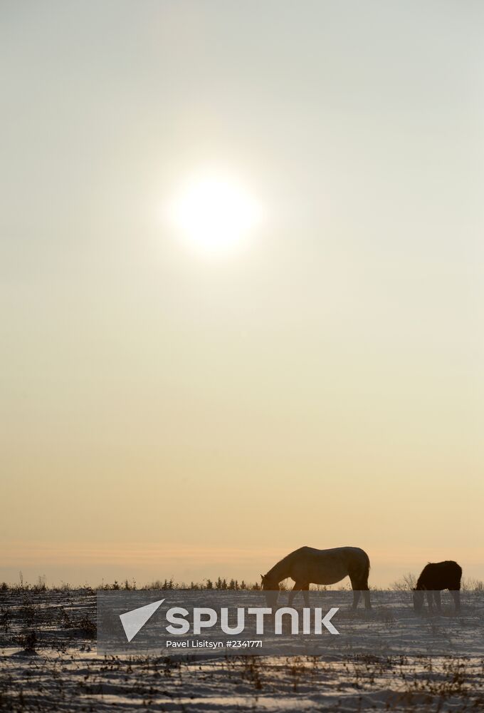 Horses on horse-breeding farm under Artyomovsky farm business in Sverdlovsk Region