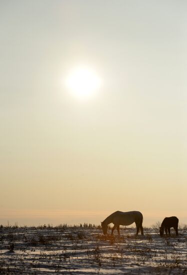 Horses on horse-breeding farm under Artyomovsky farm business in Sverdlovsk Region