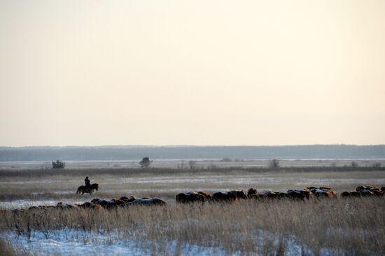 Horses on horse-breeding farm under Artyomovsky farm business in Sverdlovsk Region