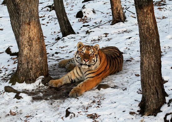 Amur tigers in Primorye safari park