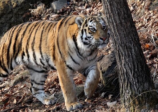 Amur tigers in Primorye safari park