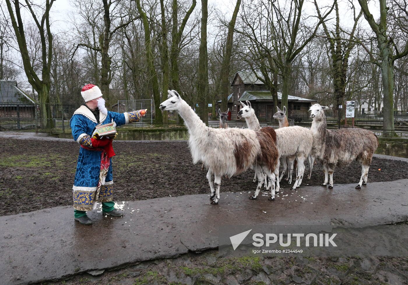 Kaliningrad Zoo in winter