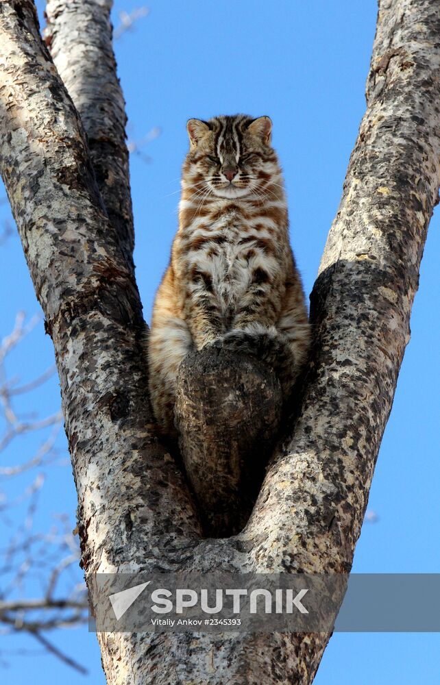 Primorye Safari Park and its inhabitants