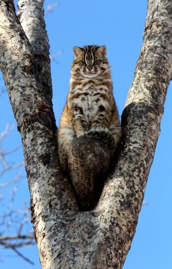 Primorye Safari Park and its inhabitants