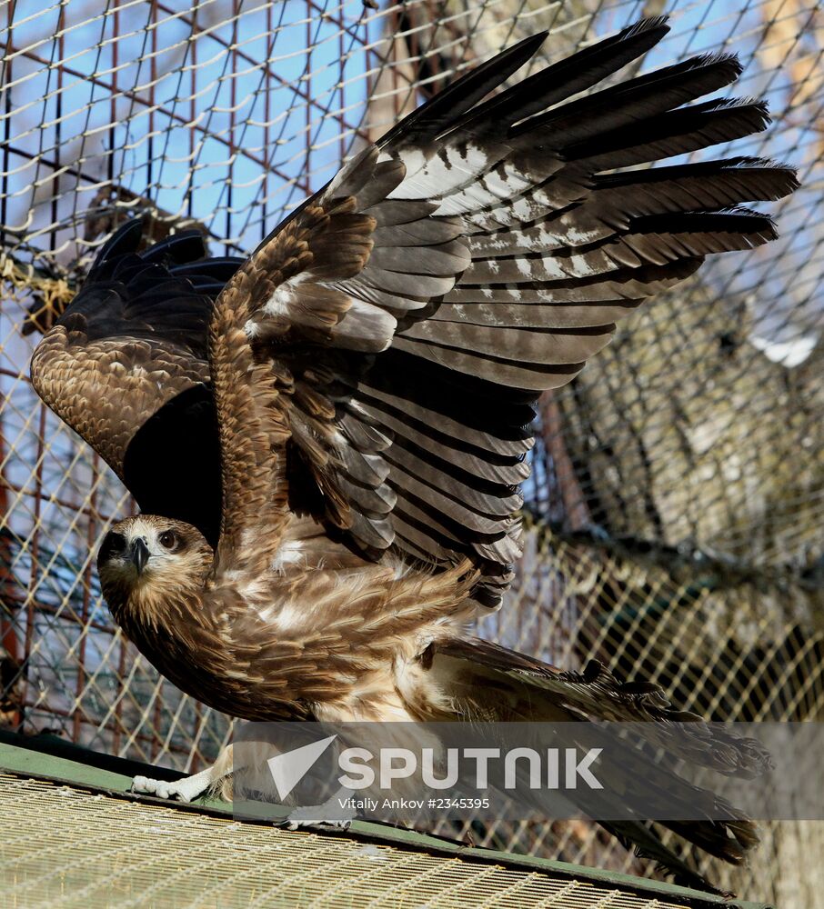 Primorye Safari Park and its inhabitants