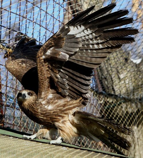 Primorye Safari Park and its inhabitants