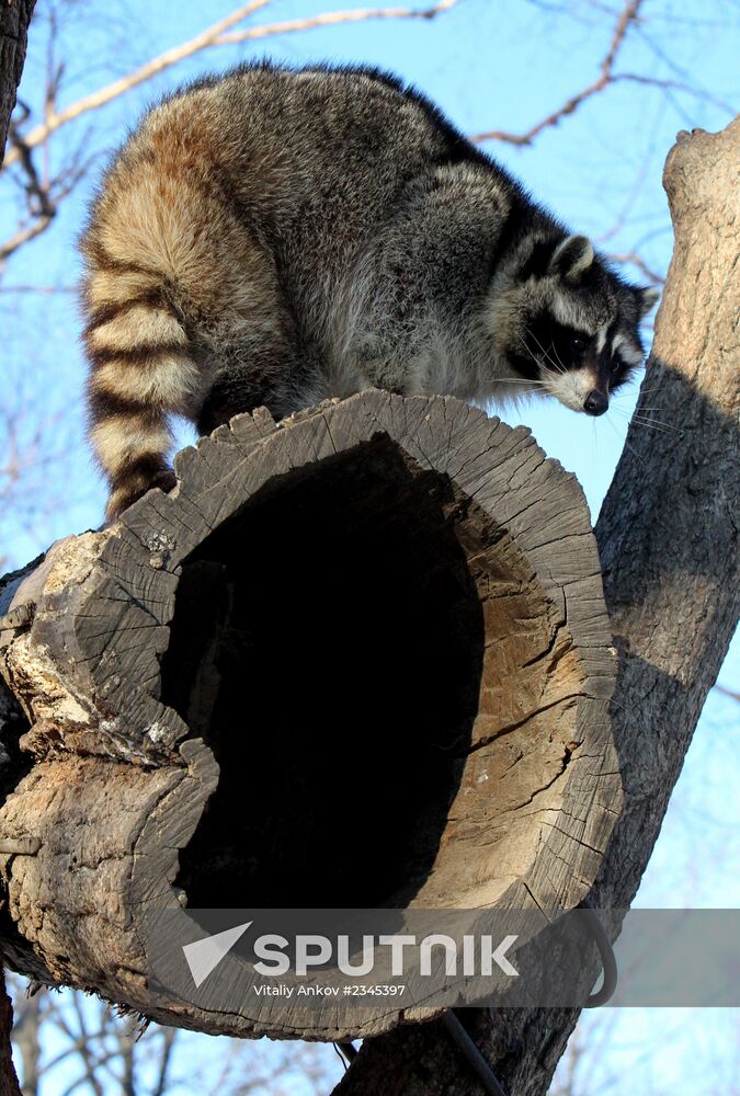 Primorye Safari Park and its inhabitants