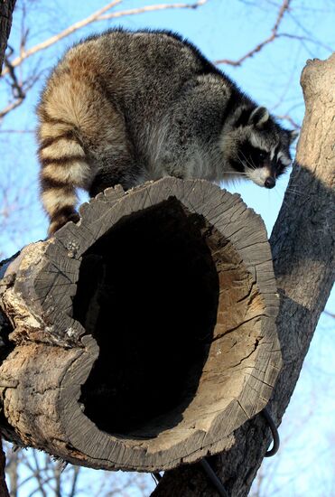 Primorye Safari Park and its inhabitants