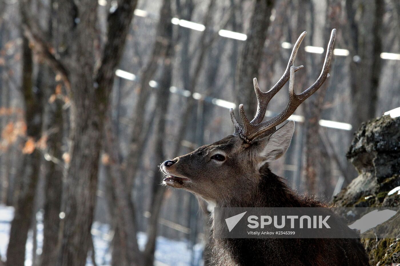Primorye Safari Park and its inhabitants