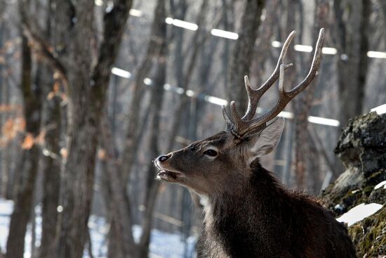 Primorye Safari Park and its inhabitants