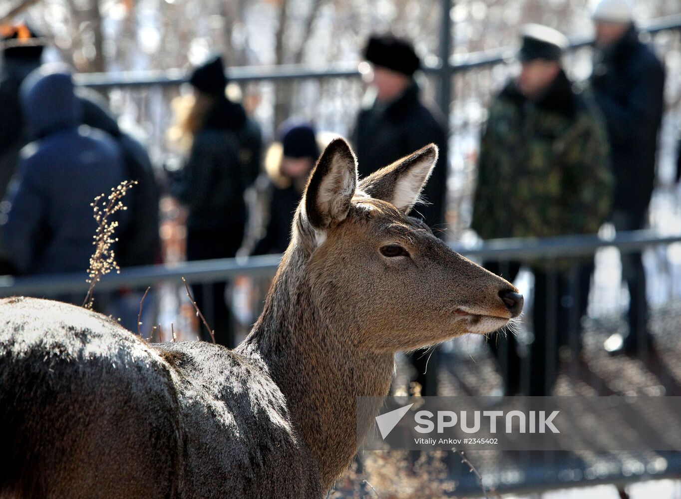Primorye Safari Park and its inhabitants