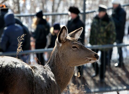 Primorye Safari Park and its inhabitants