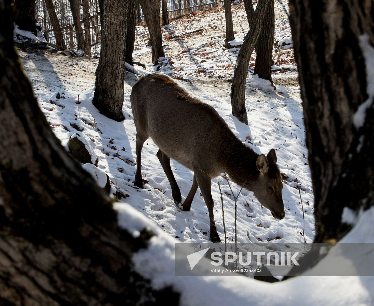 Primorye Safari Park and its inhabitants