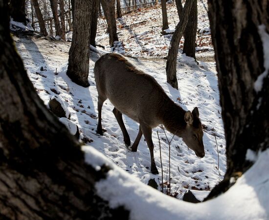 Primorye Safari Park and its inhabitants