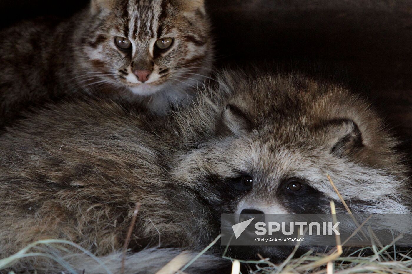 Primorye Safari Park and its inhabitants