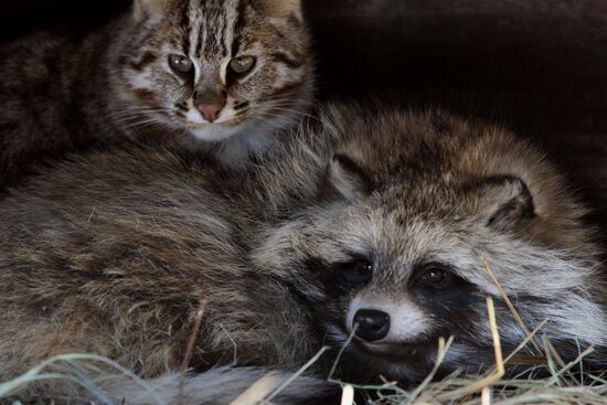 Primorye Safari Park and its inhabitants