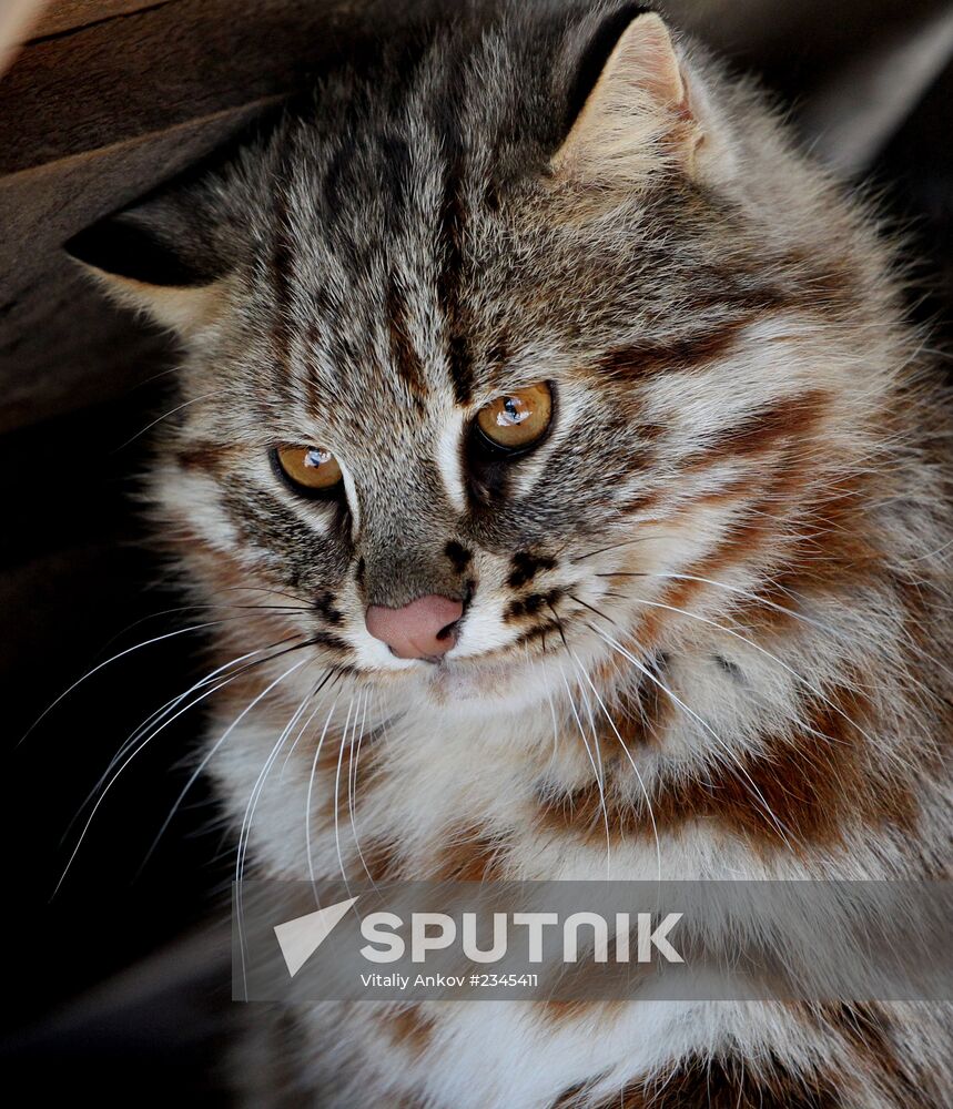 Primorye Safari Park and its inhabitants
