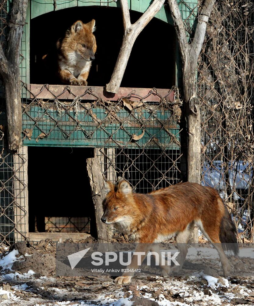 Primorye Safari Park and its inhabitants