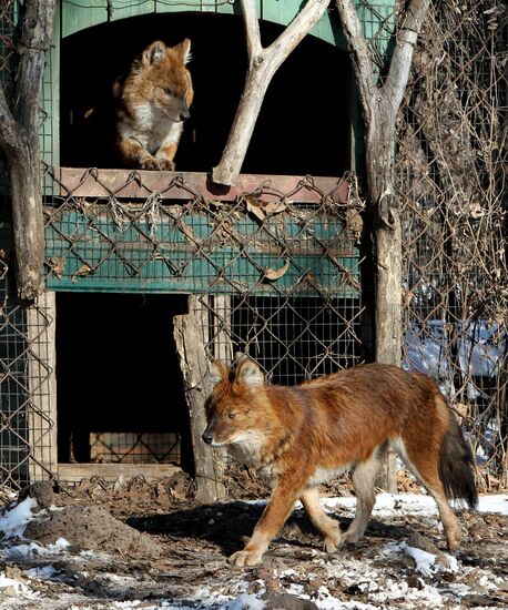 Primorye Safari Park and its inhabitants