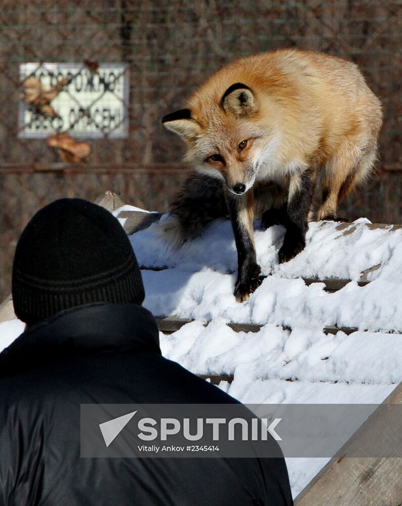 Primorye Safari Park and its inhabitants