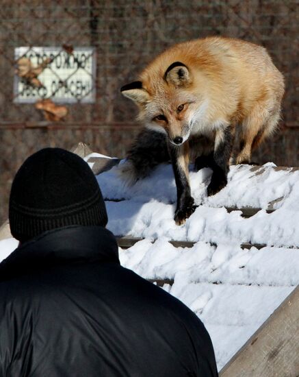 Primorye Safari Park and its inhabitants