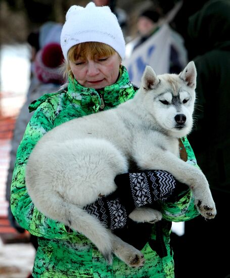 Competitions between dog sled teams in Primorsky Krai