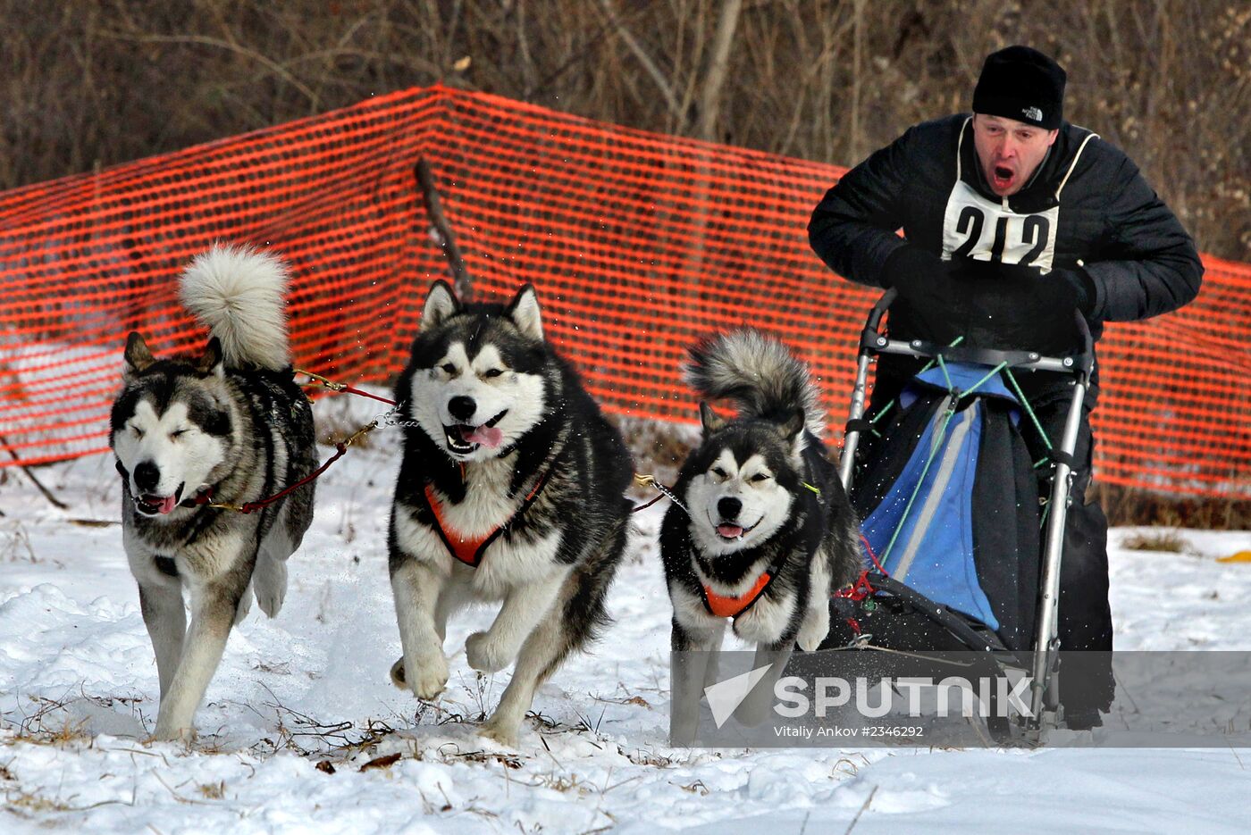 Competitions between dog sled teams in Primorsky Krai