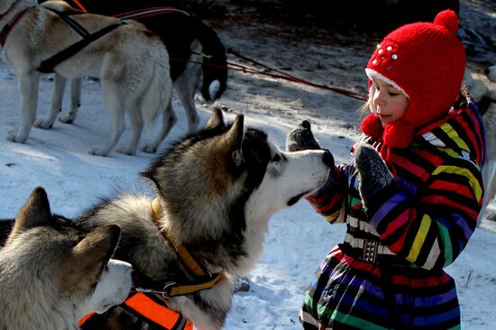 Dog sledding competition in Primorye Region
