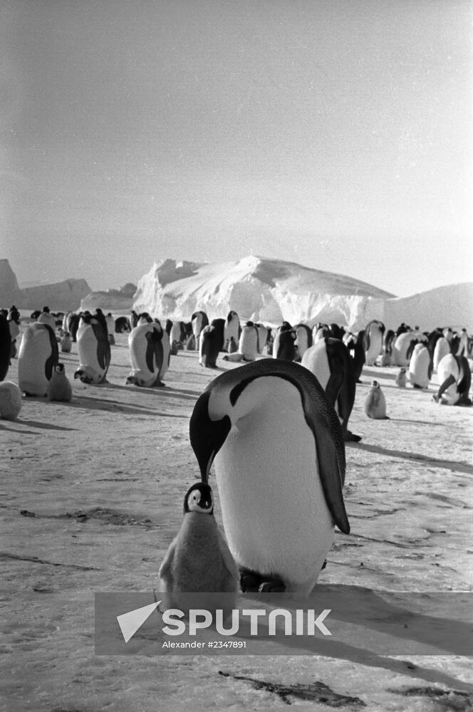 "Penguin Story" film