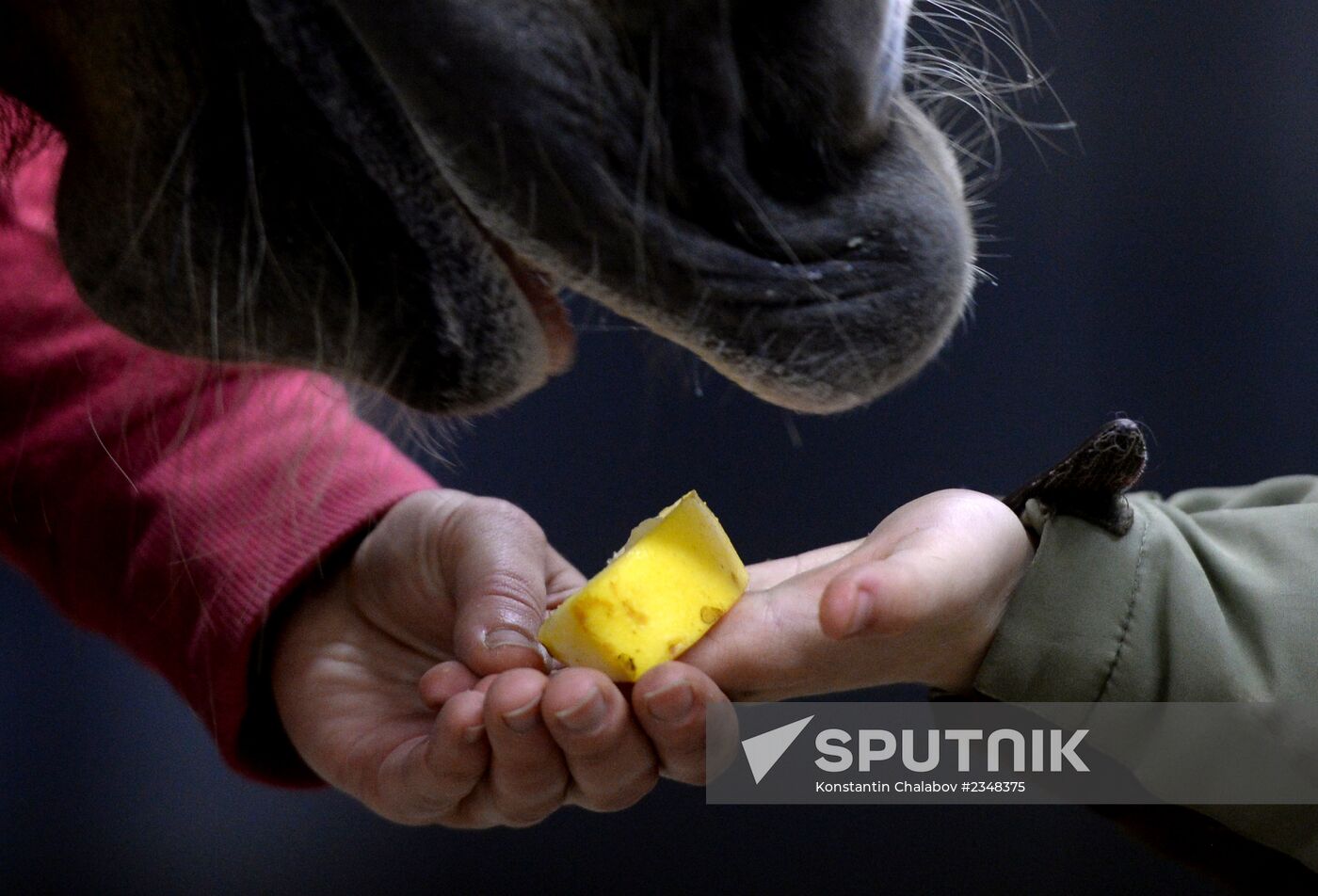 Hippotherapy for children with special needs