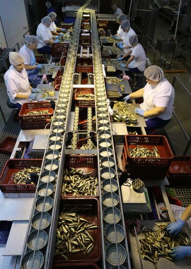 Production of canned sprats fish in Kaliningrad region