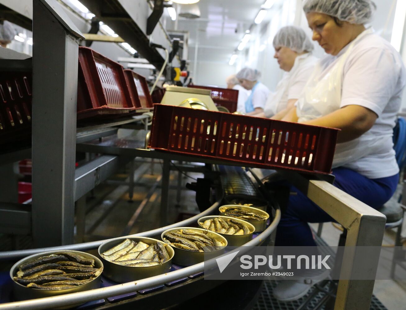 Production of canned sprats fish in Kaliningrad region