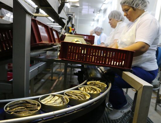 Production of canned sprats fish in Kaliningrad region