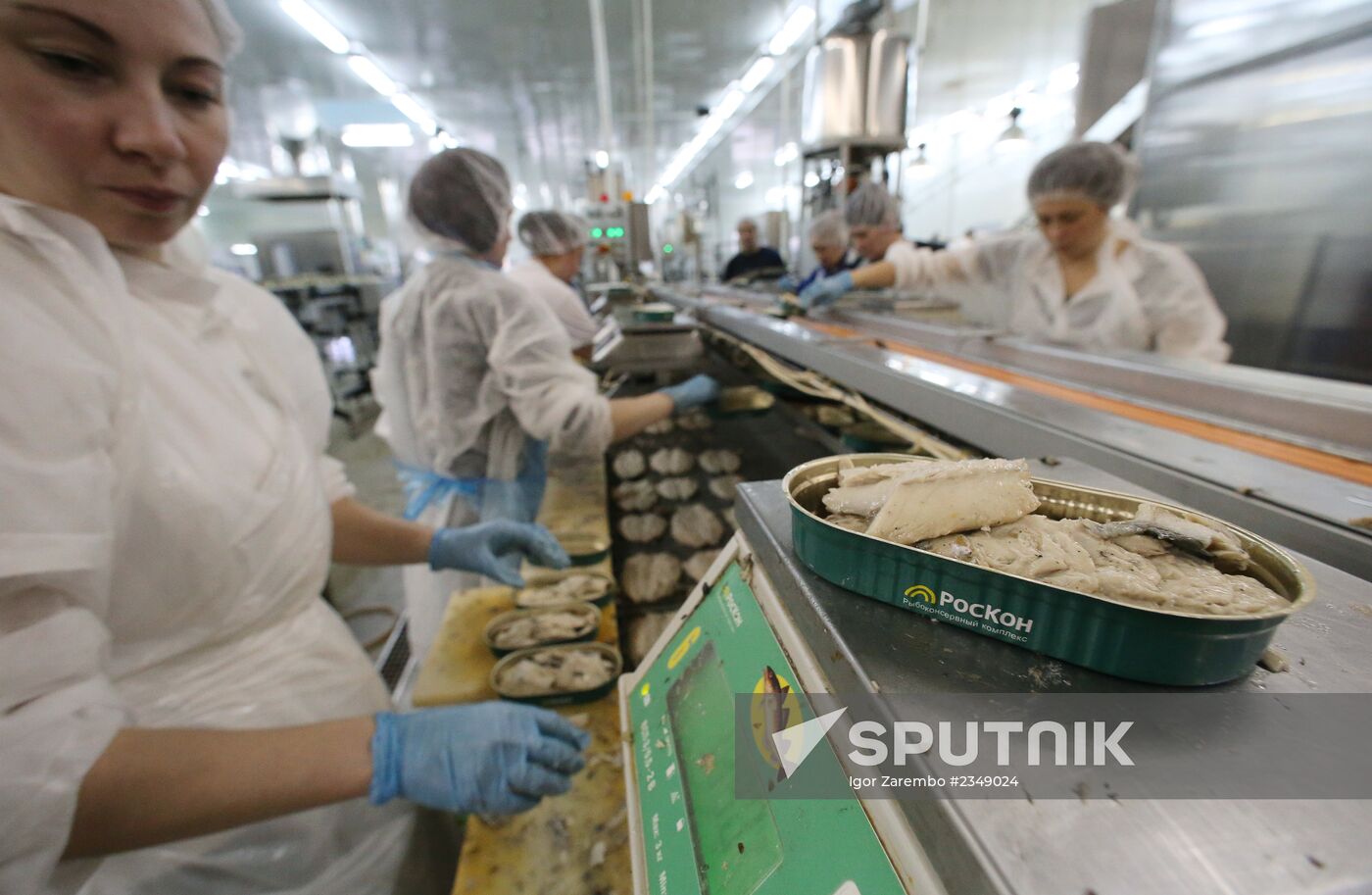 Production of canned sprats fish in Kaliningrad region