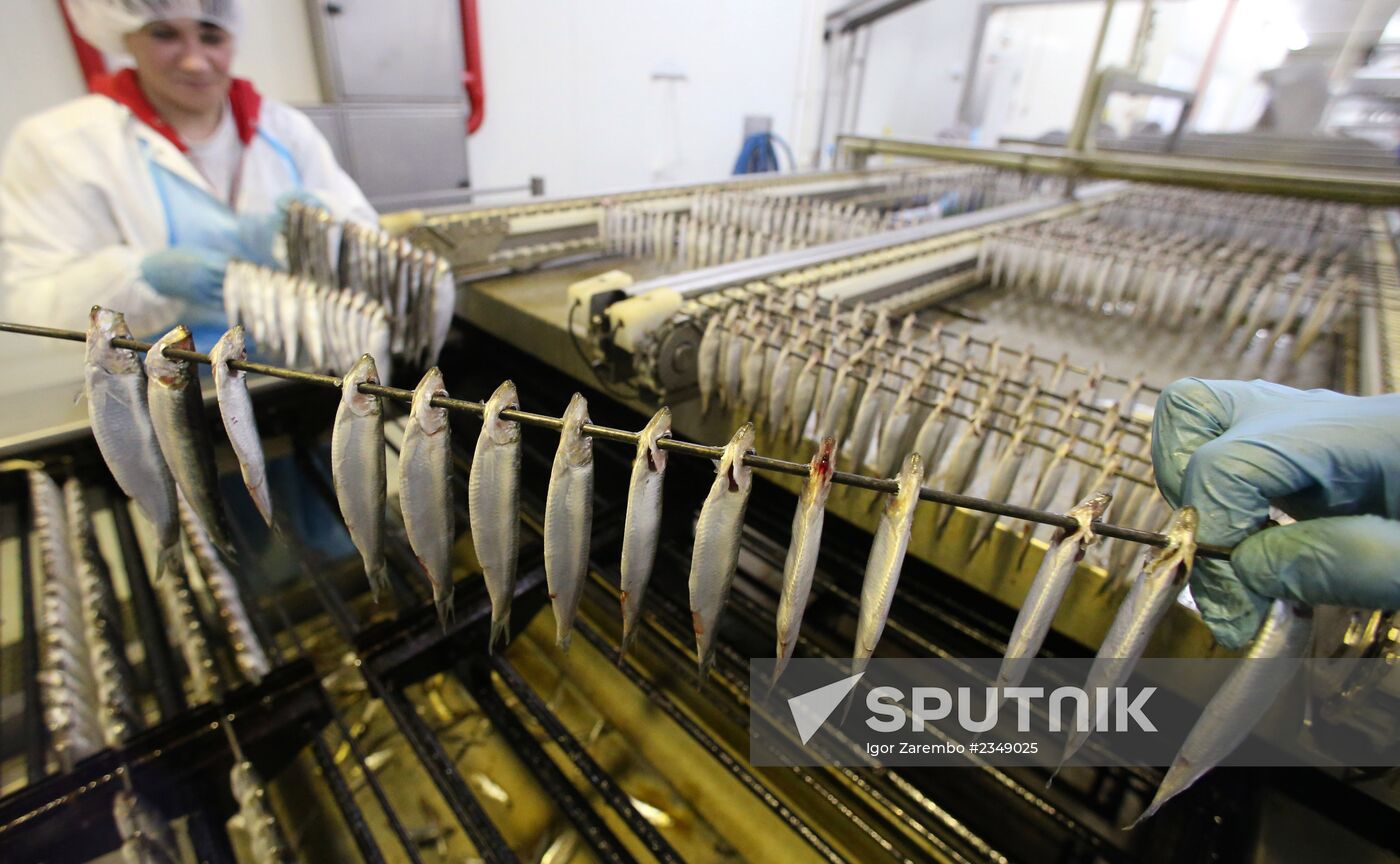 Production of canned sprats fish in Kaliningrad region