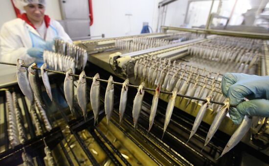 Production of canned sprats fish in Kaliningrad region