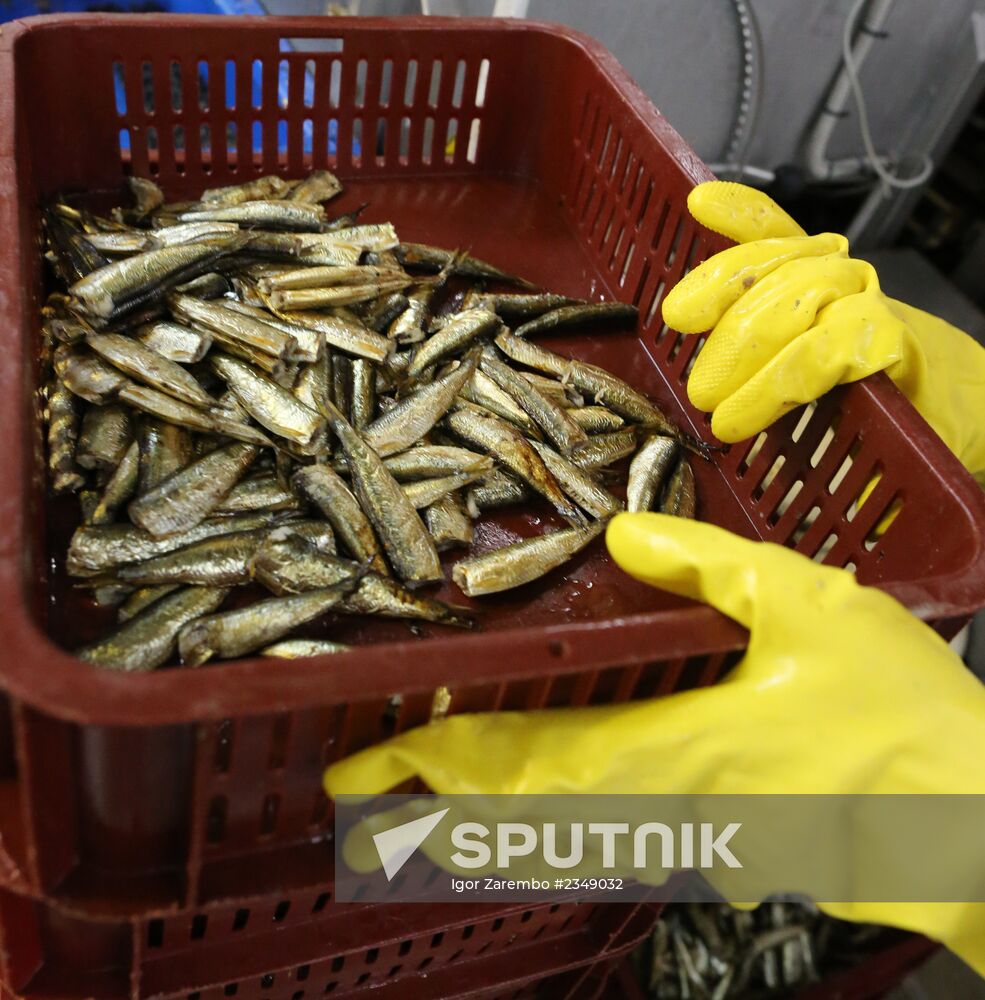 Production of canned sprats in Kaliningrad region