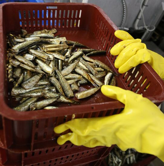 Production of canned sprats in Kaliningrad region