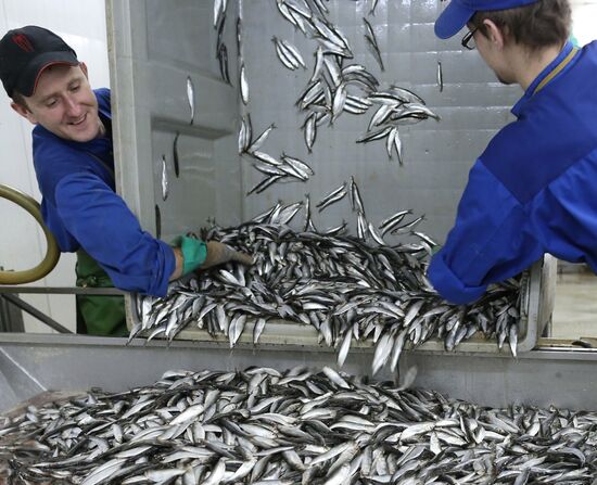 Production of canned sprats fish in Kaliningrad region