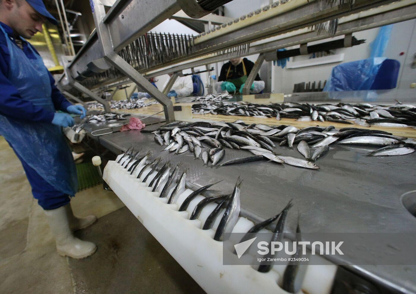 Production of canned sprats in Kaliningrad region