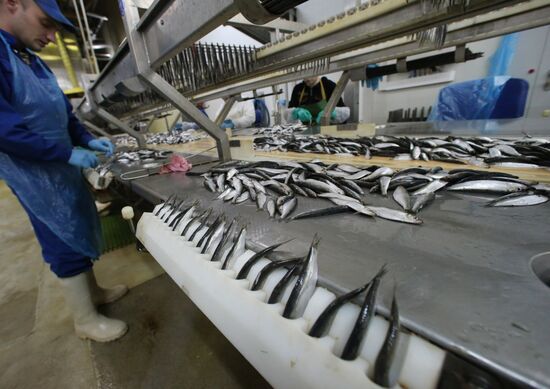 Production of canned sprats in Kaliningrad region