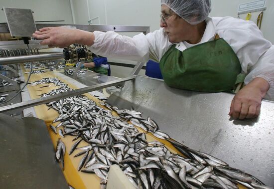 Production of canned sprats in Kaliningrad region