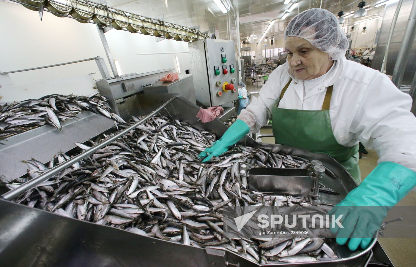 Production of canned sprats in Kaliningrad region