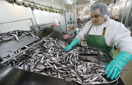 Production of canned sprats in Kaliningrad region