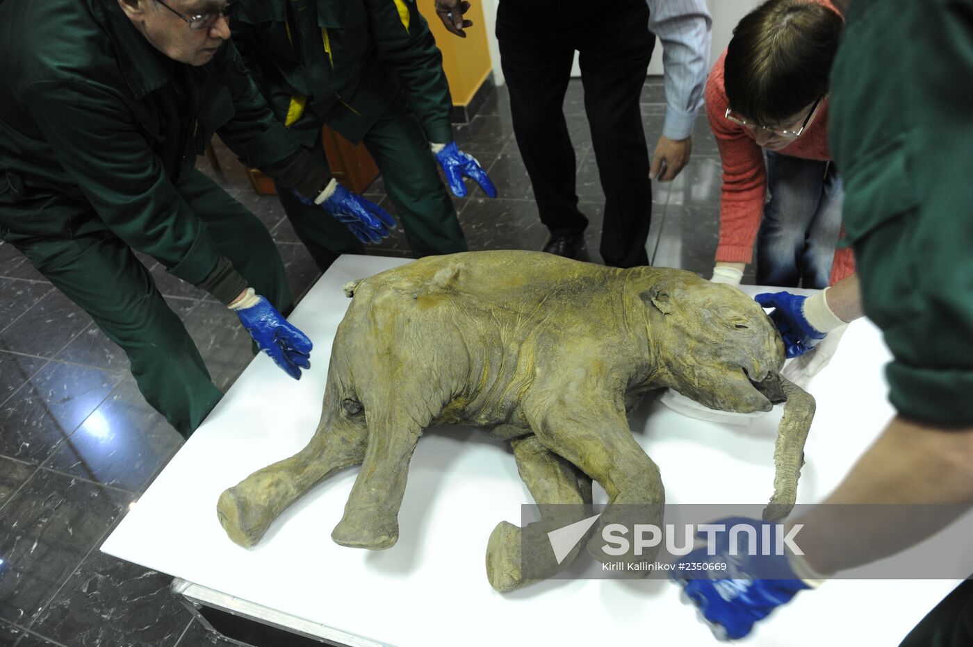 Mummy of mammoth calf Lyuba shipped to Salekhard