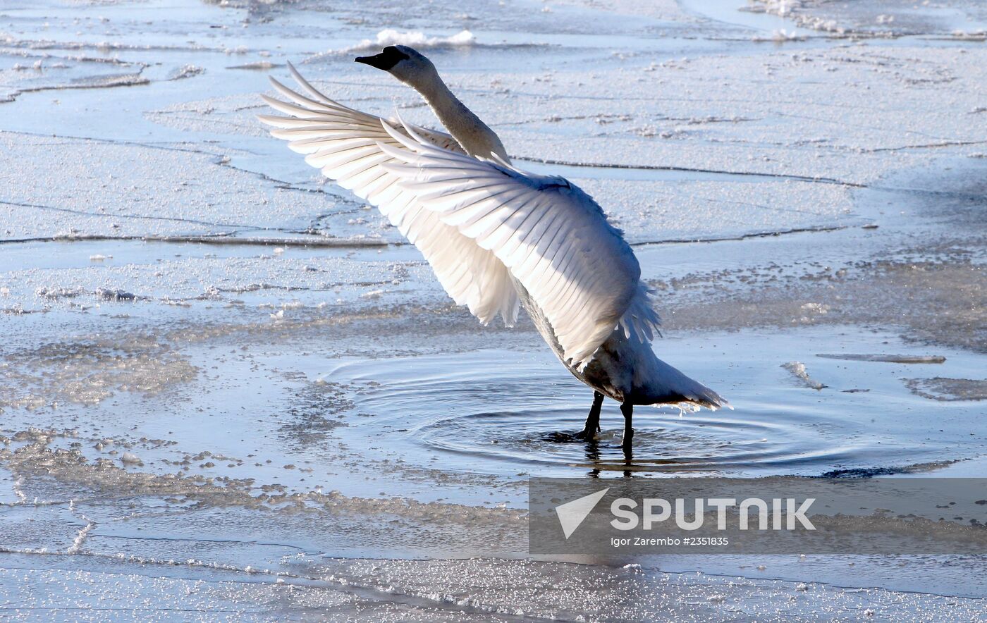 Swans remain through winter in Baltiysk harbor
