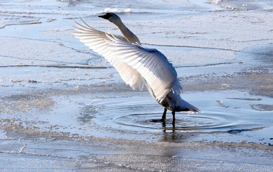 Swans remain through winter in Baltiysk harbor