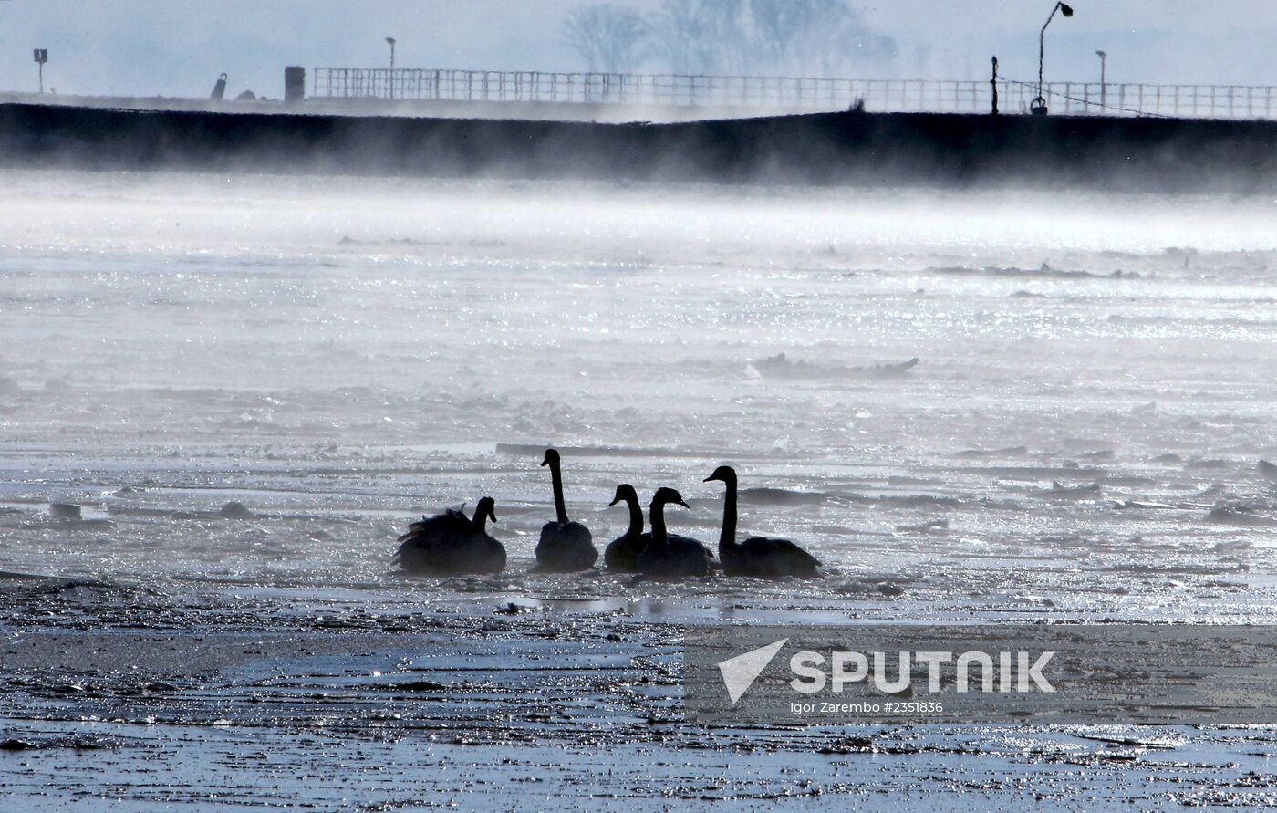 Swans remain through winter in Baltiysk harbor